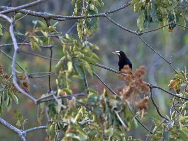 Oropendola testa di castagno, Psarocolius wagleri, intreccia su alberi nido ovale, Salvador — Foto Stock