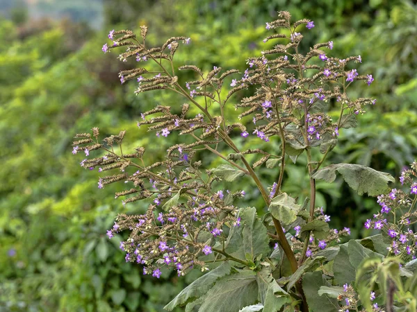 Arbusto tropicale in fiore, Salvador — Foto Stock