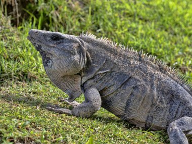 Siyah iguana, Ctenosaura similis, büyük bir kertenkele, yerde çoğunlukla ikamet, Belize
