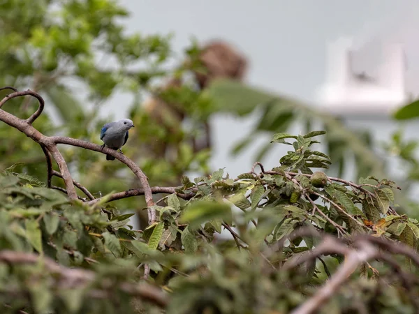 Blautangare, Tangara episcopus, sentado en las ramas de un árbol, Belice — Foto de Stock