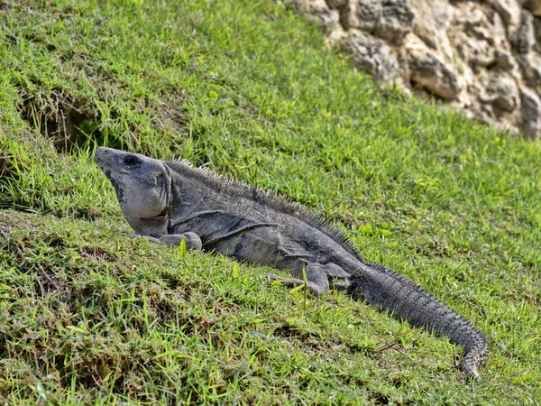 Iguana czarna, similis Ctenosaura, to ogromna jaszczurka, zamieszkała głównie na ziemi, Belize — Zdjęcie stockowe