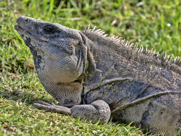 Iguana czarna, similis Ctenosaura, to ogromna jaszczurka, zamieszkała głównie na ziemi, Belize — Zdjęcie stockowe