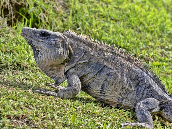 Iguana czarna, similis Ctenosaura, to ogromna jaszczurka, zamieszkała głównie na ziemi, Belize — Zdjęcie stockowe