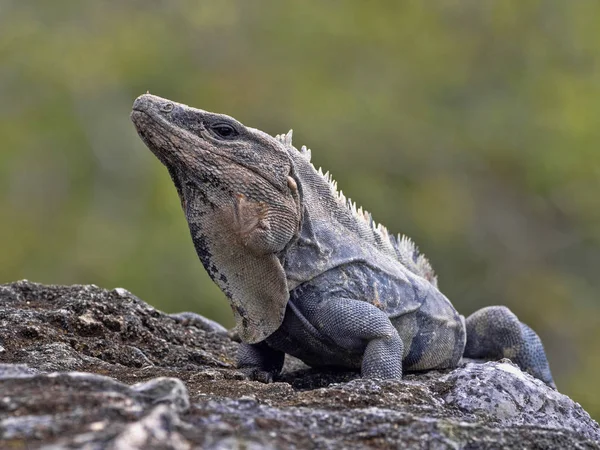 Η Ctenosaura είναι μια τεράστια σαύρα, που κατοικεί κυρίως στο έδαφος, στο Μπελίζε. — Φωτογραφία Αρχείου