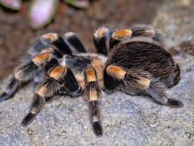 Meksika tarantulası, Brachypelma smithi, büyük bir tüylü örümcek olduğunu