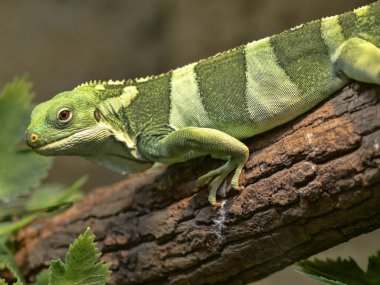 Fiji bantlı iguana, Brachylophus fasciatus, Fiji gelen nadir Iguana