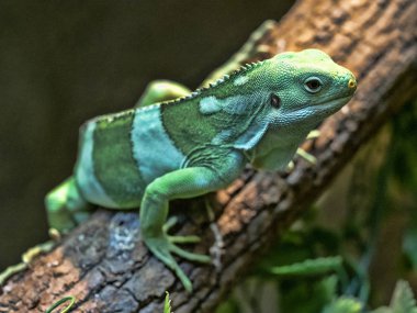 Fiji bantlı iguana, Brachylophus fasciatus, Fiji gelen nadir Iguana