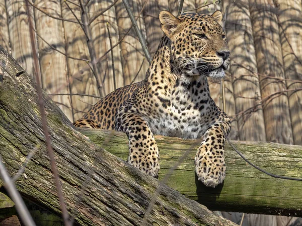 Sri Lanka Leopard, Panthera pardus kotiya, disteso in alto sul ramo — Foto Stock