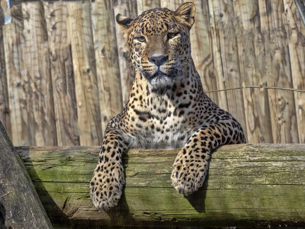 Шри-Ланка, Panthera pardus kotiya, лежащая высоко на ветке — стоковое фото