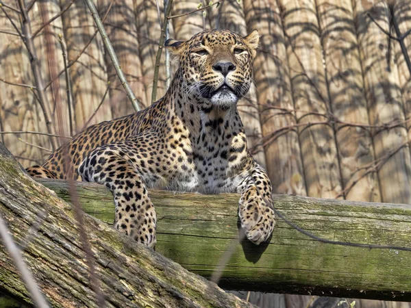 Sri Lanka Leopardo, Panthera pardus kotiya, acostado en lo alto de la rama —  Fotos de Stock