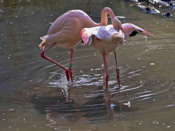 Rosy Flamingo, Phoenicopterus ruber roseus, está tentando acasalar — Fotografia de Stock