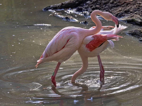 Rosy Flamingo, Phoenicopterus ruber roseus, tente de s'accoupler — Photo