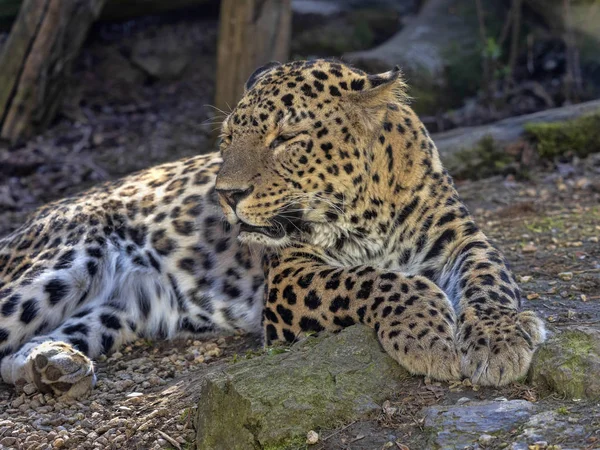 Leopardo persa, Panthera pardus saxicolor, macho descansando acostado en el suelo — Foto de Stock