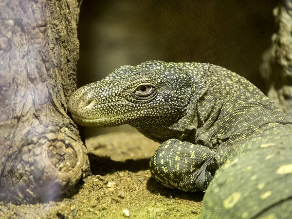 コモドドラゴン、ヴァラヌス komodoensis が最大のトカゲ — ストック写真