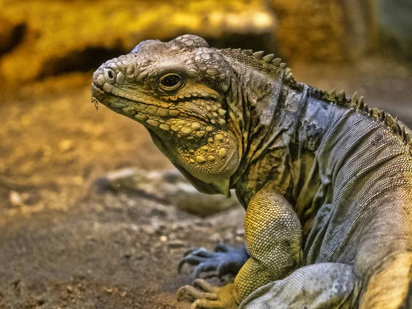 Küba zemin Iguana, Cyclura nubila, sadece Küba'da yaşıyor