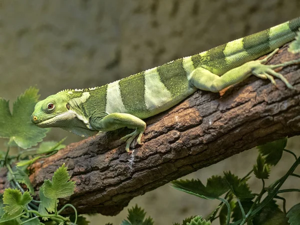 Fiji bantlı iguana, Brachylophus fasciatus, Fiji gelen nadir Iguana — Stok fotoğraf