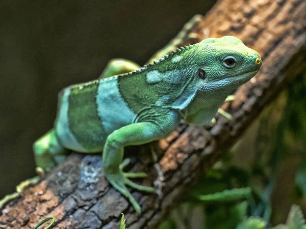 Fiji bantlı iguana, Brachylophus fasciatus, Fiji gelen nadir Iguana — Stok fotoğraf