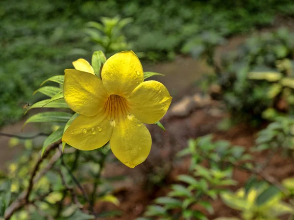 Bunte Blumen des tropischen Belize-Waldes — Stockfoto