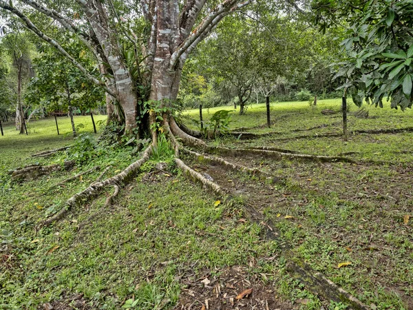 Largas raíces se arrastran lejos del árbol de la selva tropical, Belice — Foto de Stock