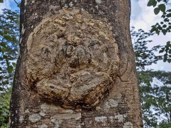 Uma forma interessante em um tronco de árvore em uma floresta tropical, Belize — Fotografia de Stock