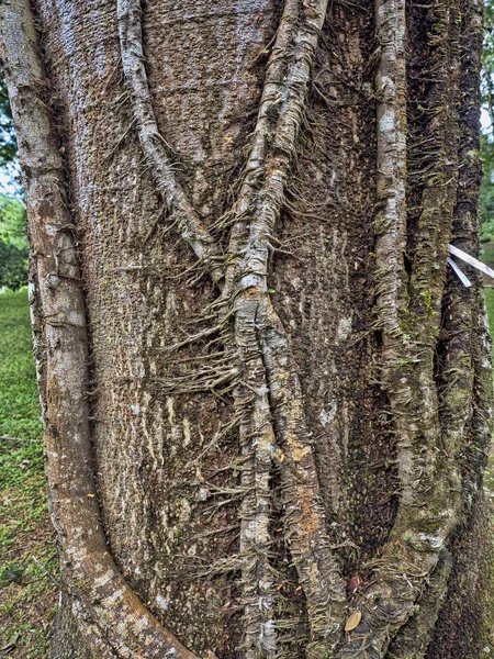 En intressant form på en trädstam i en regnskog, Belize — Stockfoto