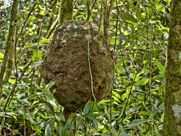 Montículo de termitas en rama de árbol en bosque lluvioso, Belice —  Fotos de Stock