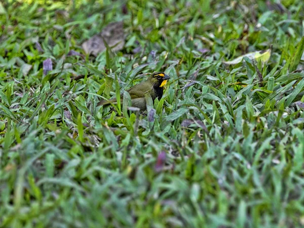 Kis madár sárga arcú Grassquits Tiaris verébalakúak, medence Cockscob kicsapongó élet szentély Belize — Stock Fotó