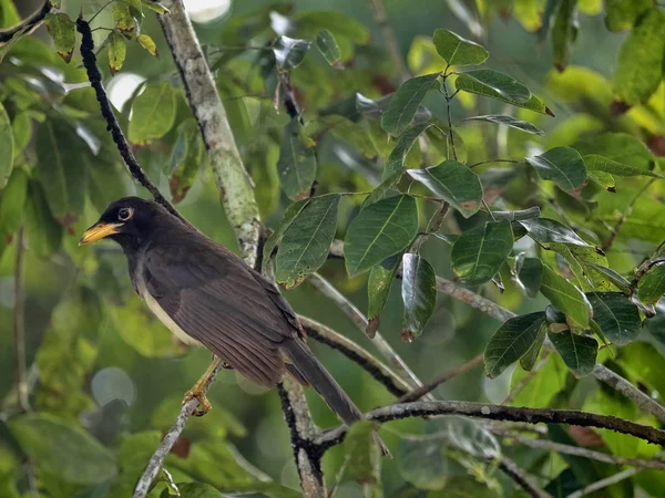 Brauner Eichelhäher, Psilorhinus morio, auf Zweig im Hahnenfußbecken Wildschutzgebiet belize — Stockfoto