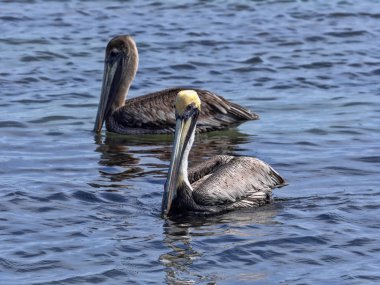 Kahverengi Pelikan, Pelecanus occidentalis Karayip Denizi, Belize Balık tutma,