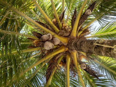 Hindistan cevizi hurma ağacına, Belize görüntülemek