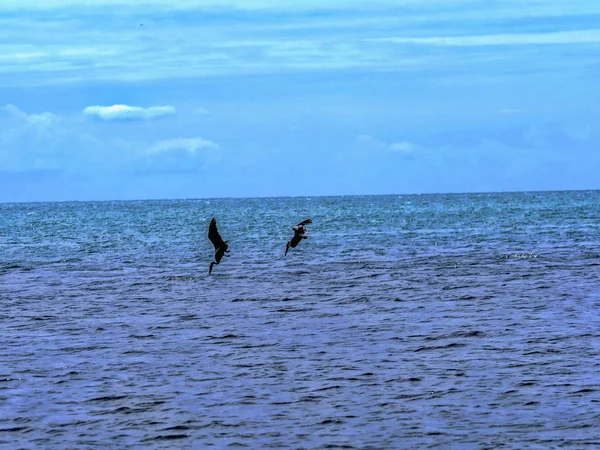 ブラウン ペリカン、ペリカン ミカンキイロアザミウマ、カリブ海沿岸のベリーズでの釣り — ストック写真