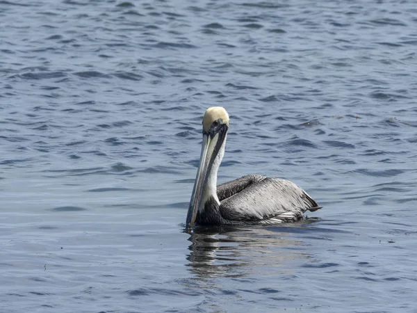 Коричневый пеликан, Pelecanus occidentalis, рыбалка в Карибском море, Белиз — стоковое фото