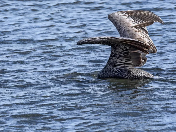 Brauner Pelikan, pelecanus occidentalis, Angeln in der Karibik, belize — Stockfoto