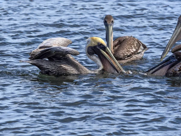 Brown pelican, Pelecanus occidentalis, fishing in the Caribbean Sea, Belize — Stock Photo, Image