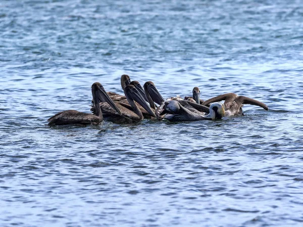 Pelícano pardo, Pelecanus occidentalis, pesca en el Mar Caribe, Belice — Foto de Stock