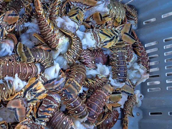 Bara fångade kräftor från Karibiska havet, Belize — Stockfoto