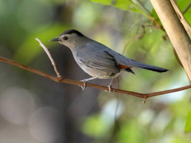 Gri Catbird, Dumetella carolinensis, bir şube üzerinde oturan, Belize