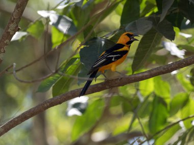 Altamira Oriole, ıcterus gularis, orman dalları, Honduras