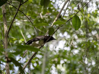 Brown Jay, Psilorhinus Morio, yaprakları gizli, Guatemala