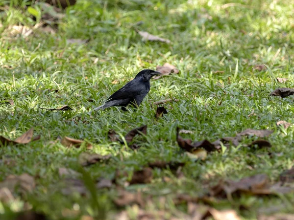 Mirlo melodioso, Buceos, buscando comida en la hierba, Belice — Foto de Stock