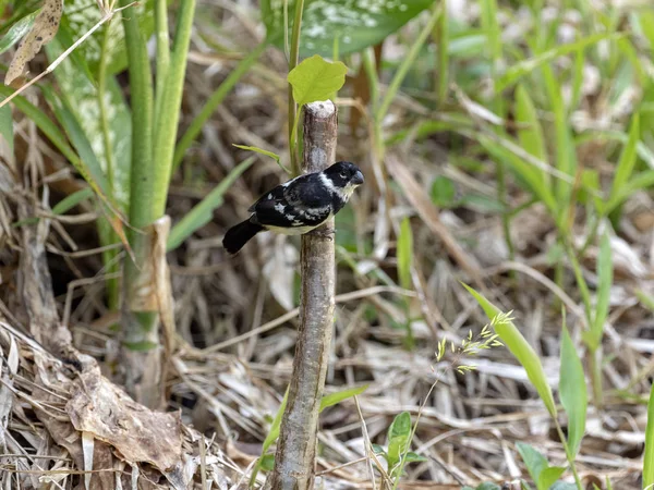 Кориця-рукнув Seedeater, Sporophila torqueola, дивлячись на продовольство в траві, Беліз — стокове фото