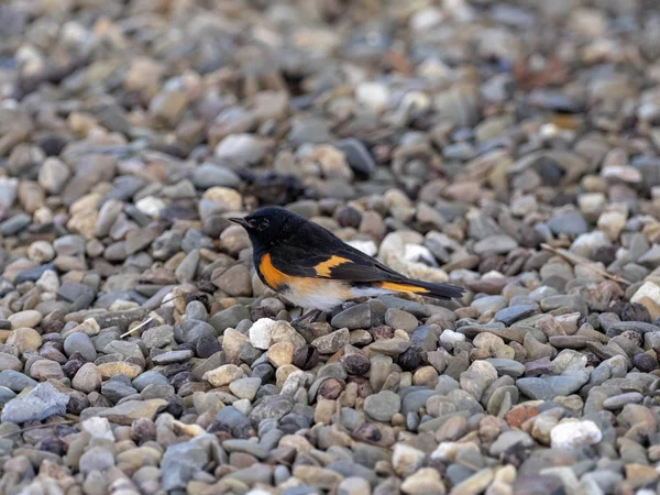 Amerikan Redstart, Setophaga ruticilla, yerde yemek arıyor, Belize — Stok fotoğraf