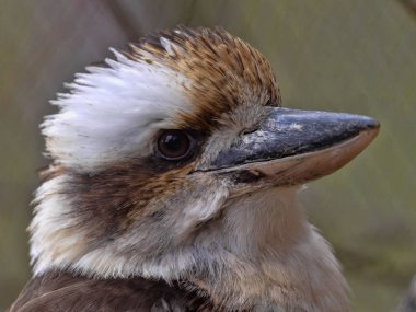 Gülen Kookaburra, Dacelo novaeguineae, kahkaha gibi çok yüksek sesle, sesler