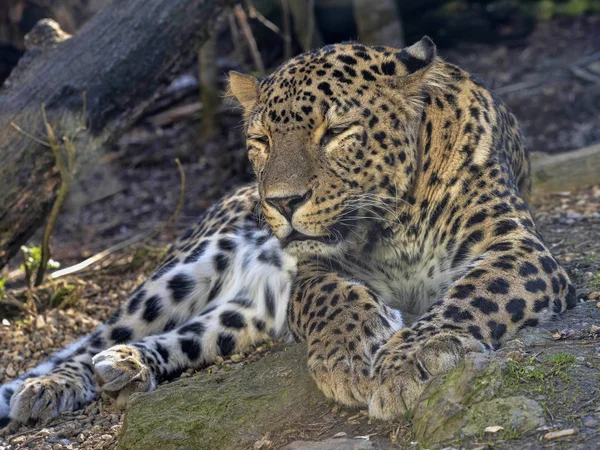 Персидский леопард, Panthera pardus saxicolor, покоящийся мужчина лежит на земле — стоковое фото