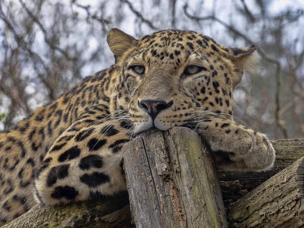Leopardo persa, Panthera pardus saxicolor, reposando macho acostado en la rama — Foto de Stock