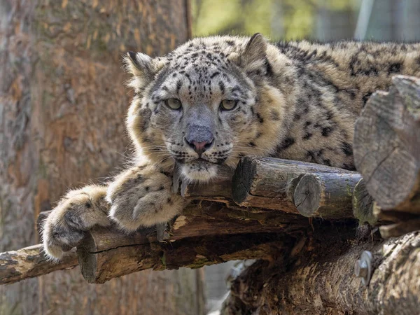 Jung Snow Leopard, Panthera uncia, descansando en rama — Foto de Stock