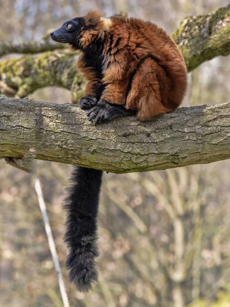 Rode kraag Maki, Varecia rubra, zittend op een boom en rond te kijken — Stockfoto