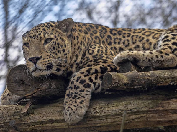 Perzische Luipaard, Panthera Pardus Saxicolor, rustend mannetje liggend op de tak — Stockfoto