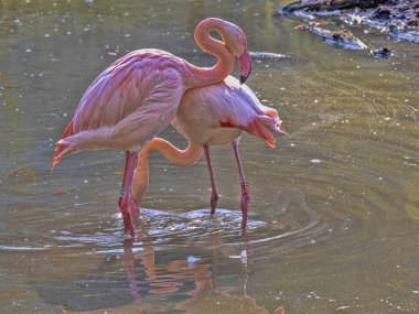 Rosy Flamingo, Phoenicopterus Ruber roseus, bahar ön sevişme çiftleşme