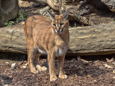Caracal, Caracal caracal, büyük bir yüksekliğe atlayabilir